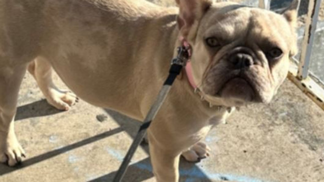 This French bulldog named Mocha was stolen at gunpoint on Friday. (MPD)
