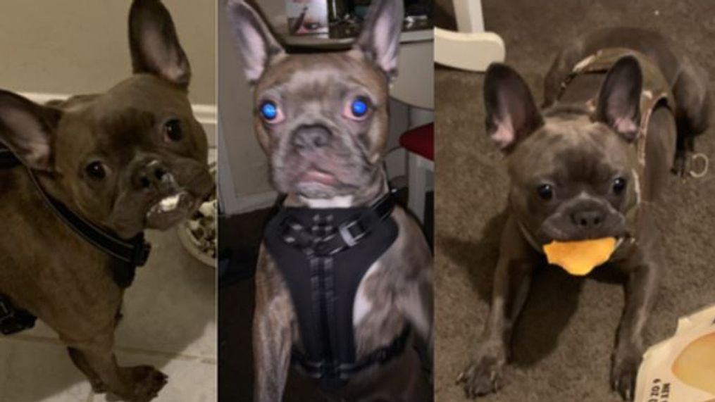This French bulldog named Tyson was stolen in a home burglary on Monday. (MPD)